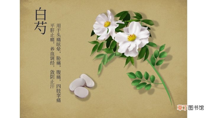 三白茶的功效和作用