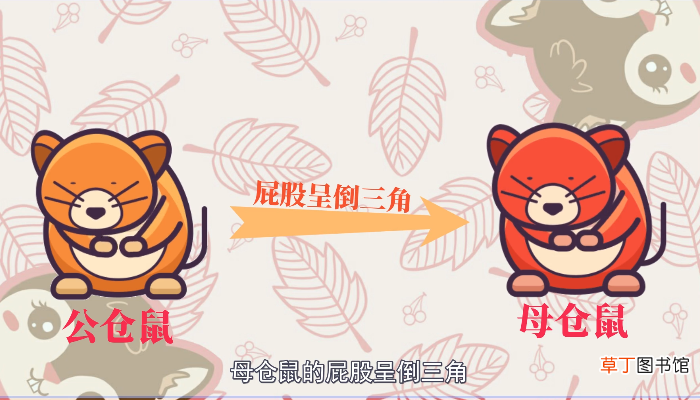 仓鼠怎么分辨公母