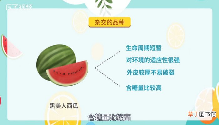 西瓜的种类