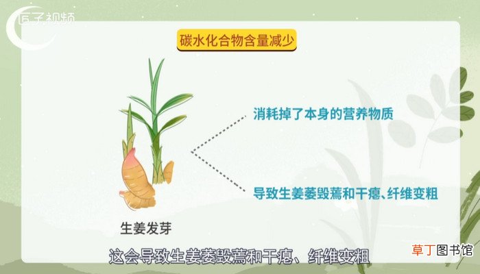 生姜发芽了还能不能吃