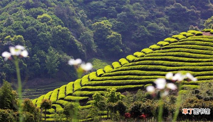 茶陵县属于哪个市