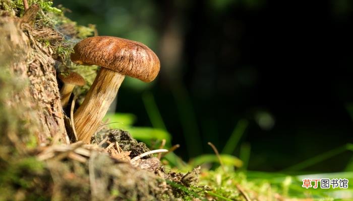 口蘑是白蘑菇吗