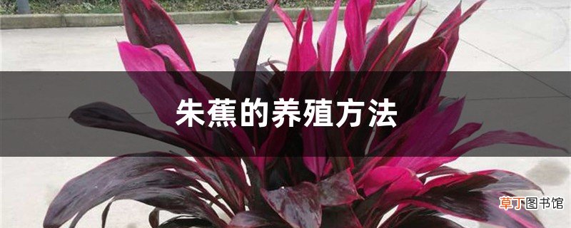 朱蕉的养殖方法