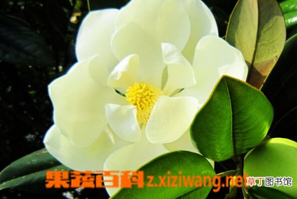 玉兰的功效与作用