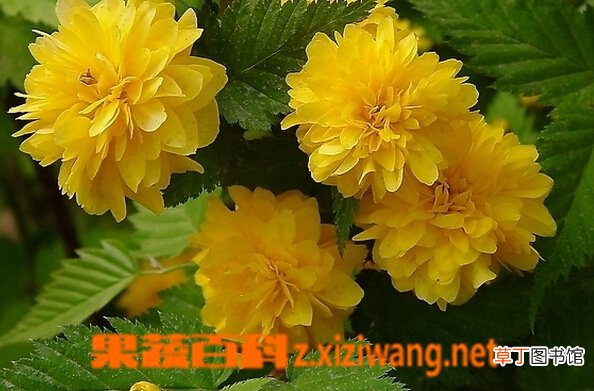 棣棠的功效与作用