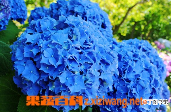 绣球花的功效与作用