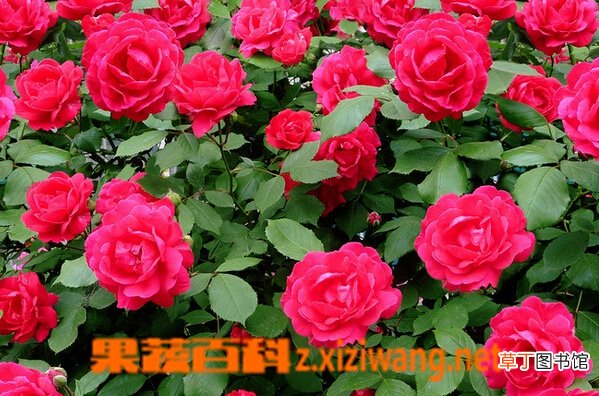 蔷薇花的功效与作用