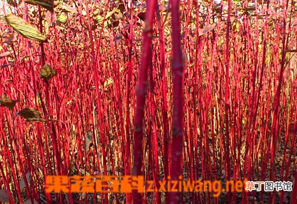 红瑞木的功效与作用