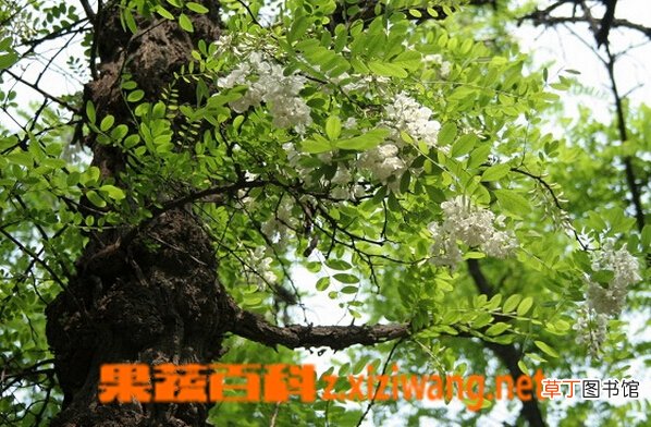 刺槐的功效与作用
