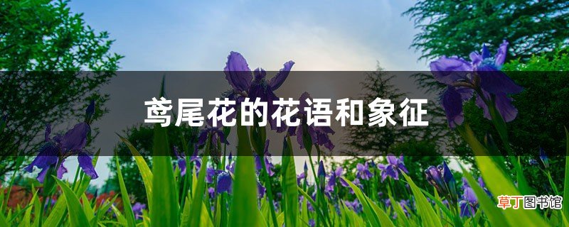 鸢尾花的花语和象征