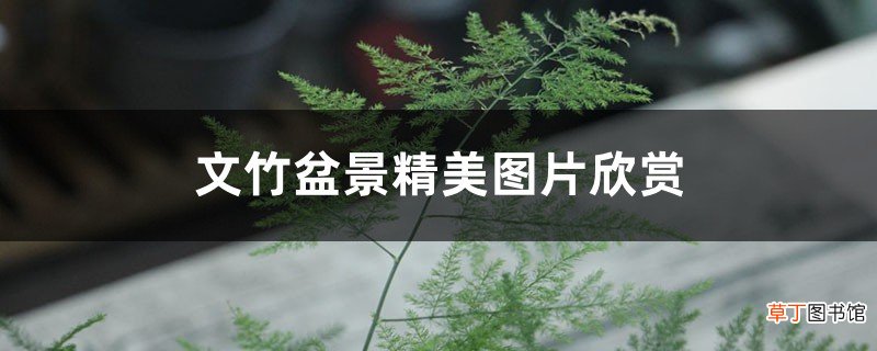 文竹盆景精美图片欣赏