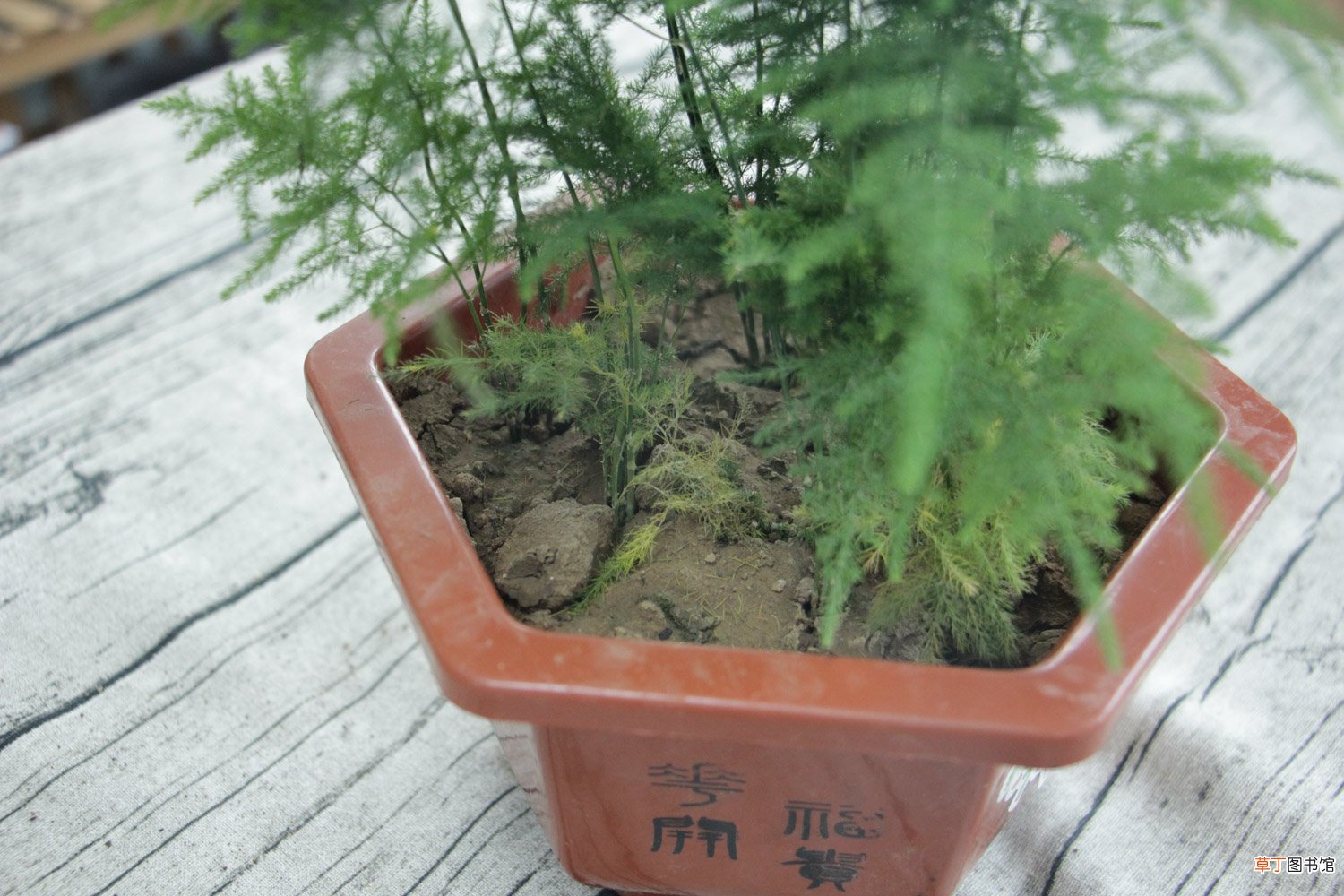 文竹盆景精美图片欣赏