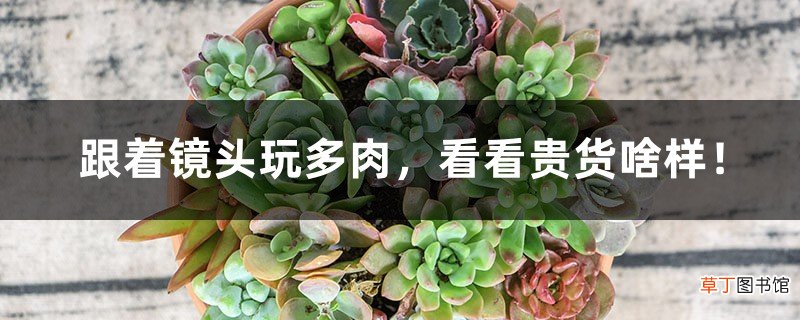 跟着镜头玩多肉,看看贵货啥样!