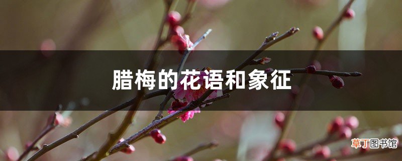 腊梅的花语和象征