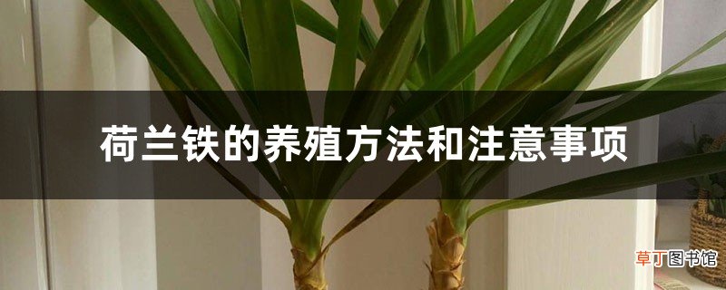 荷兰铁的养殖方法和注意事项