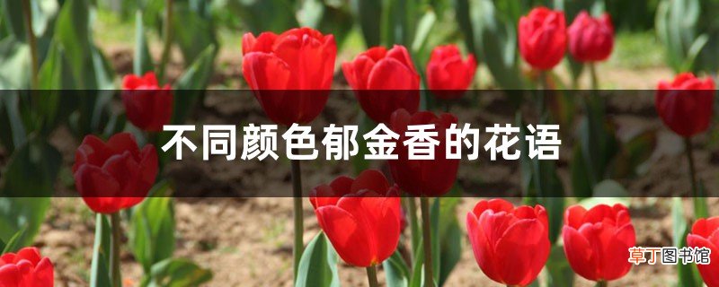 不同颜色郁金香的花语