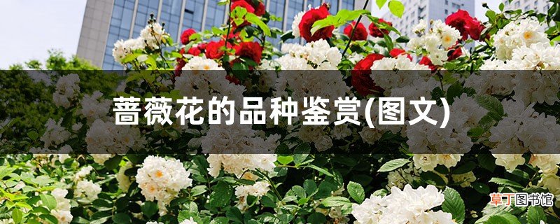 图文 蔷薇花的品种鉴赏