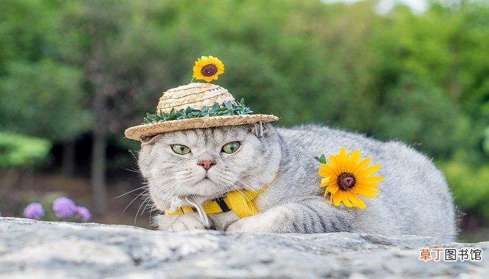 猫是哺乳动物吗