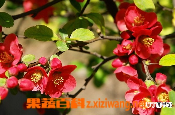 贴梗海棠的功效与作用