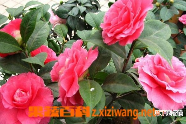 茶梅的功效与作用