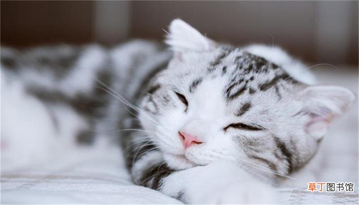 猫砂多久换一次