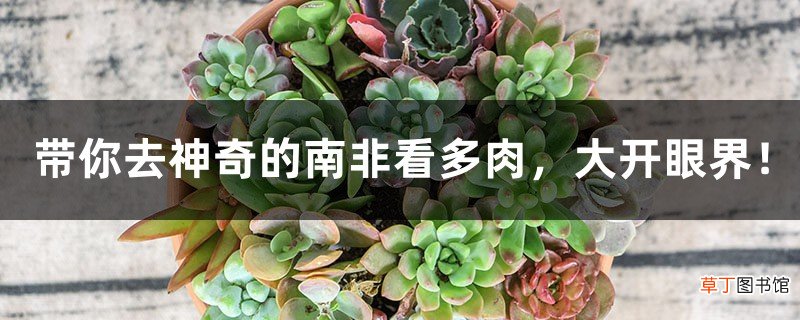带你去神奇的南非看多肉,大开眼界