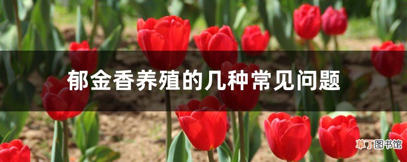 郁金香养殖的几种常见问题