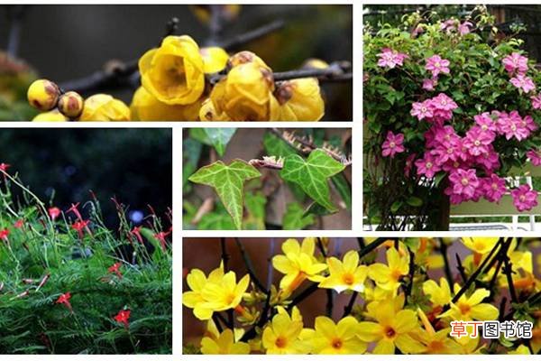 冬日阳台不寂寞,种点藤蔓唤春意 – 花百科