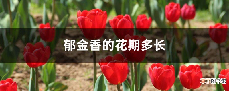 郁金香的花期多长