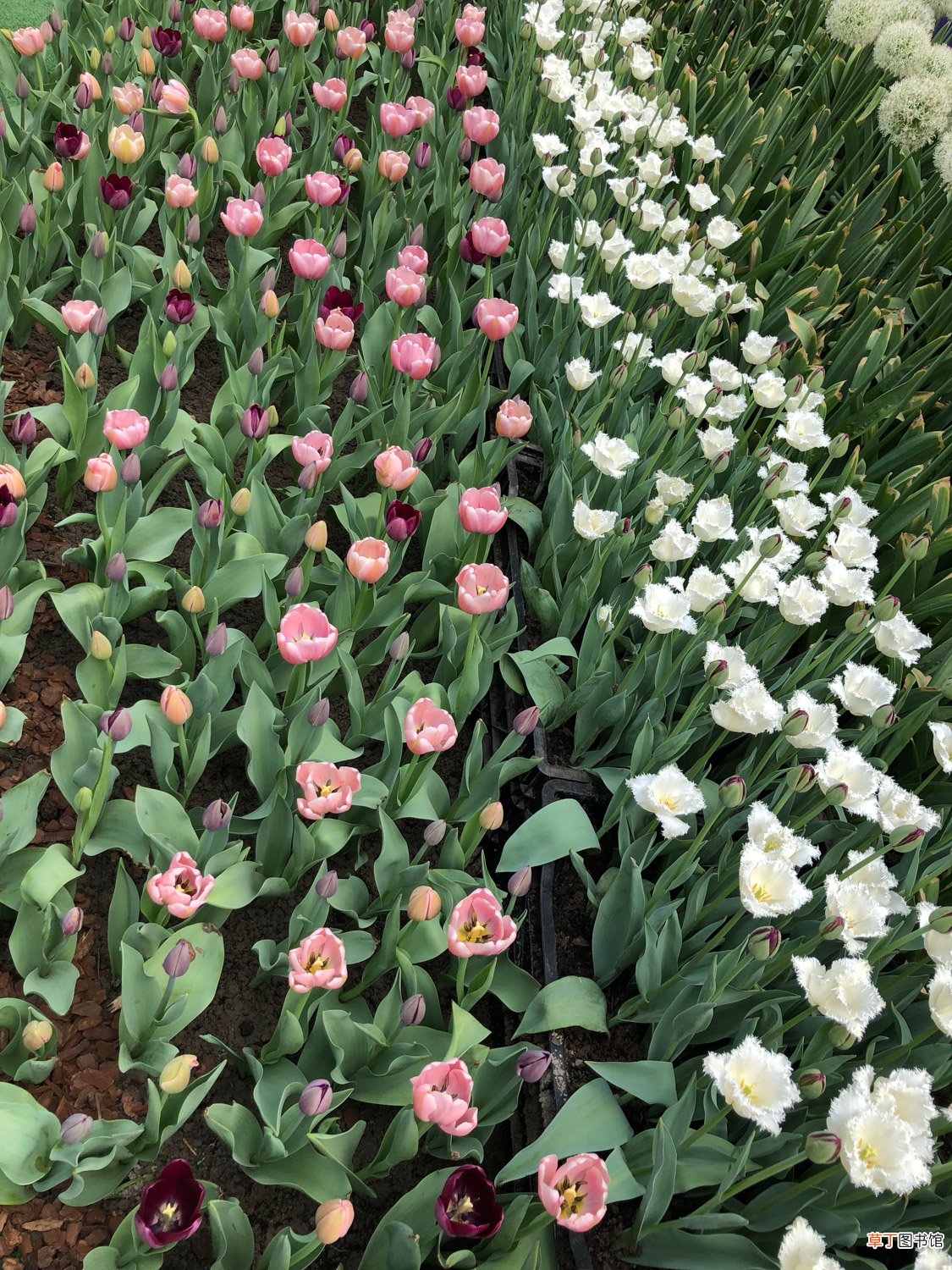 郁金香的花期多长