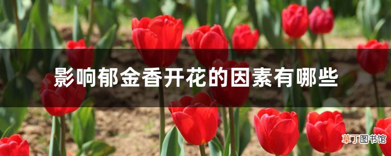 影响郁金香开花的因素有哪些