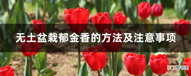 无土盆栽郁金香的方法及注意事项