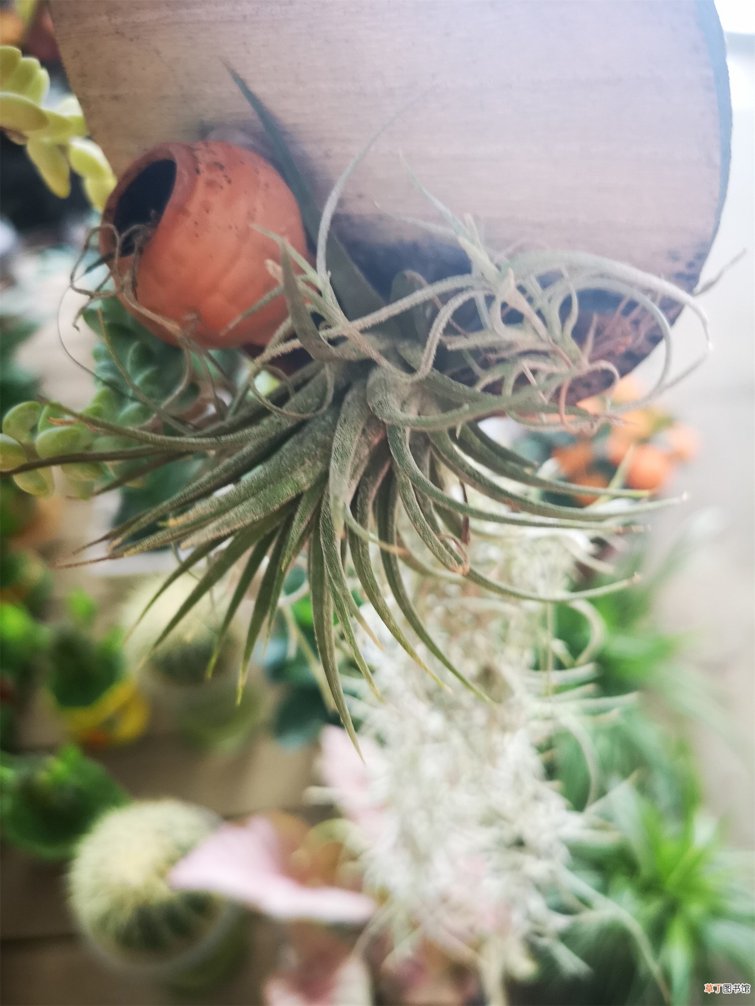 在空中开花的窗帘:空气凤梨