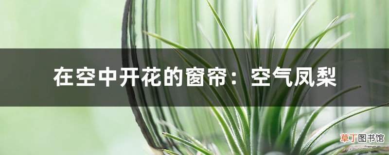在空中开花的窗帘:空气凤梨