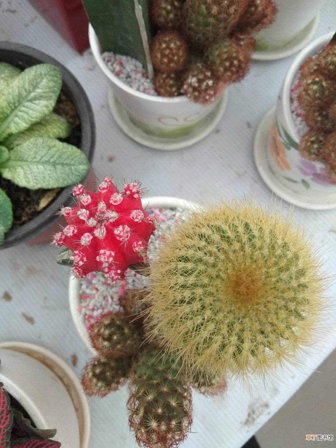 仙人球的种类有哪些