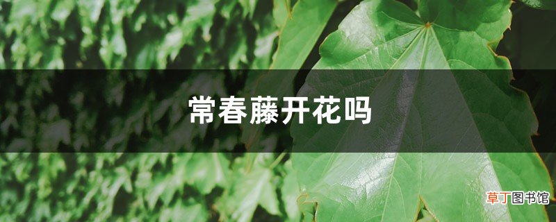 常春藤开花吗