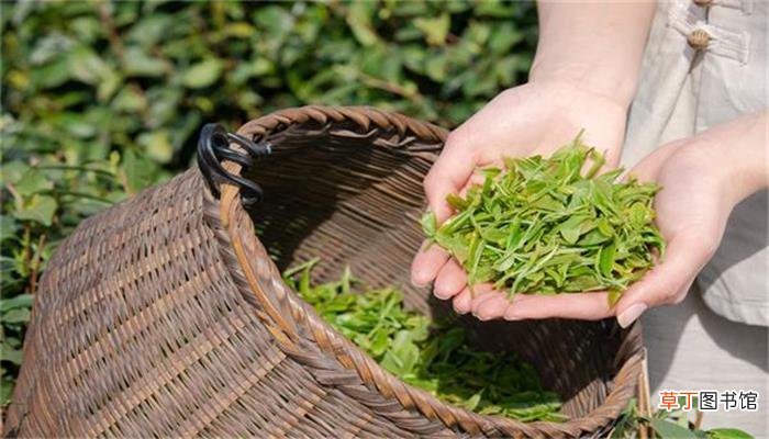 安吉白茶属于什么茶类