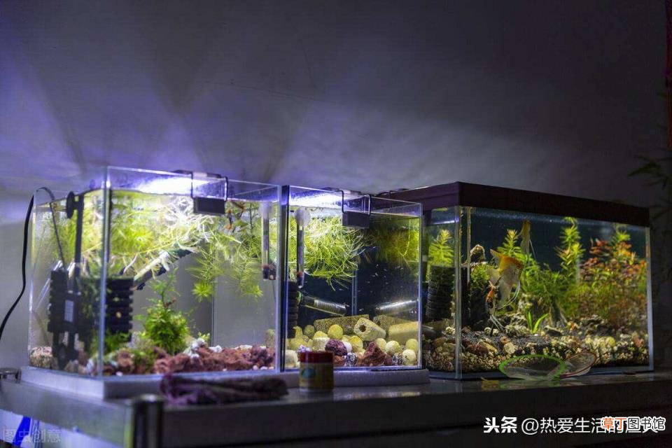热带鱼混养最佳搭配 热带鱼多久喂一次