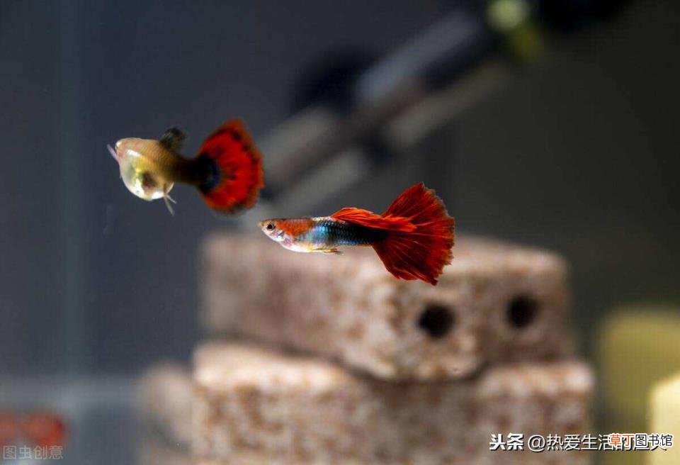 热带鱼混养最佳搭配 热带鱼多久喂一次