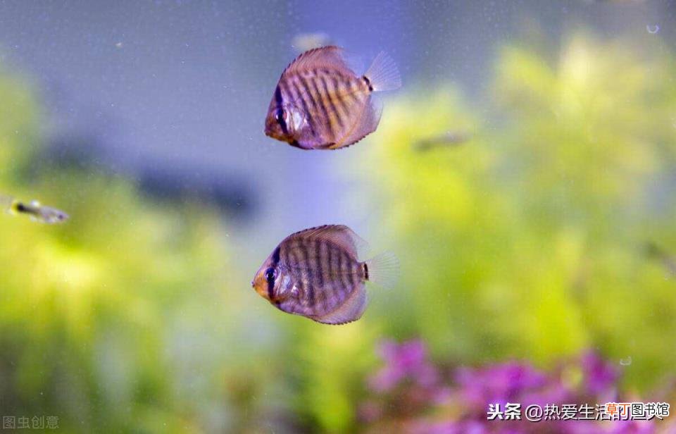 热带鱼混养最佳搭配 热带鱼多久喂一次