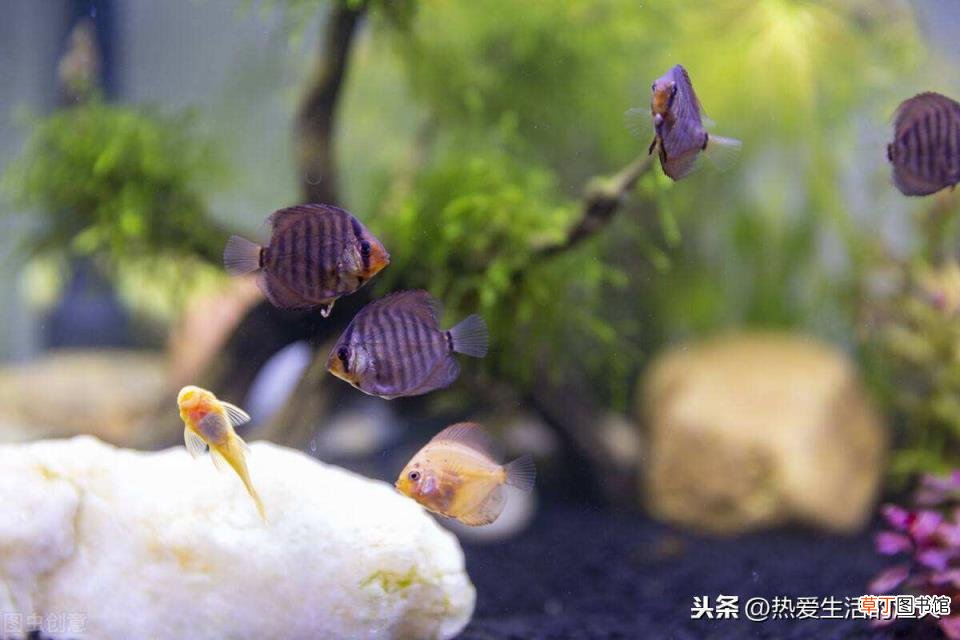 热带鱼混养最佳搭配 热带鱼多久喂一次