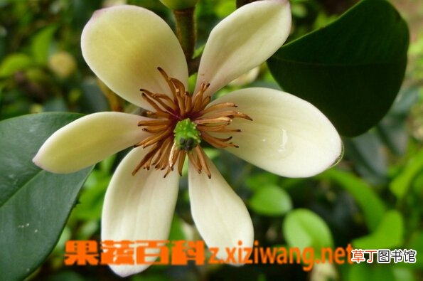 含笑花的功效与作用