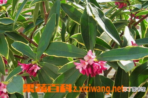 金边瑞香的功效与作用