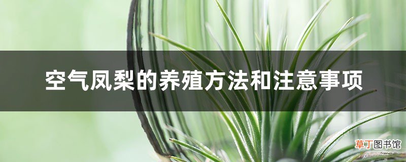 空气凤梨的养殖方法和注意事项