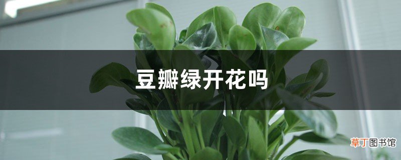 豆瓣绿开花吗