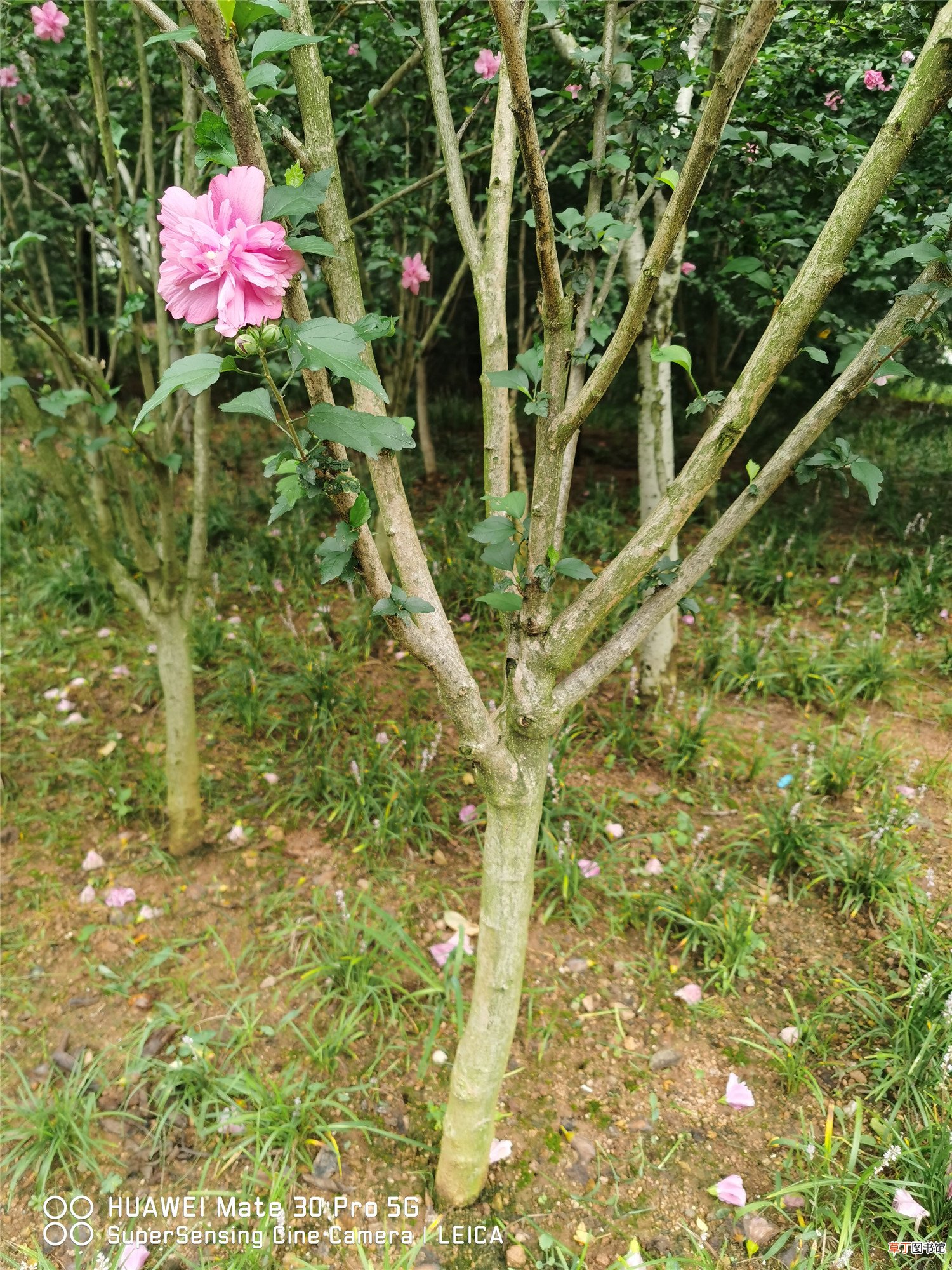 木棉与木槿是同一种植物吗