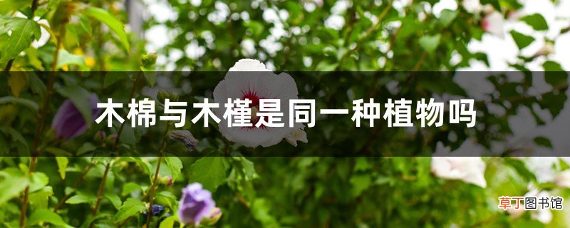木棉与木槿是同一种植物吗