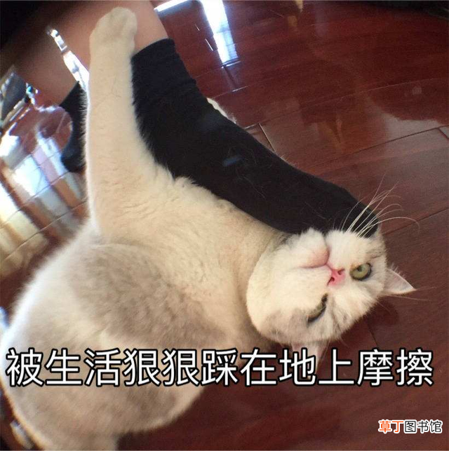 添可洗地机2.0LCD和LED的区别 lcd和led的区别