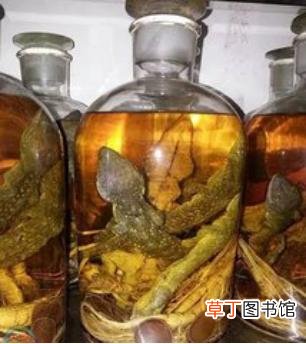什么药酒可以补肾壮阳-五种有奇效的补肾壮阳药酒