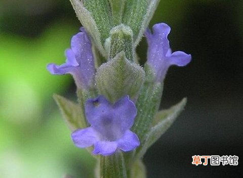 过度用眼视力模糊怎么治 中医教你喝这10种茶护眼
